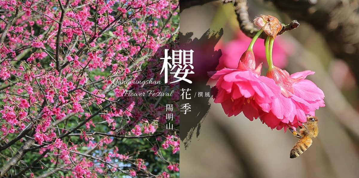 「陽明山櫻花季」懶人包