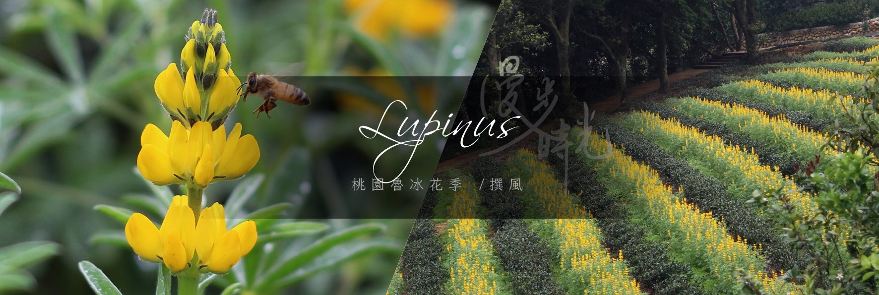 「2022戀戀魯冰花」攻略！景點、交通、活動、規劃全蒐錄