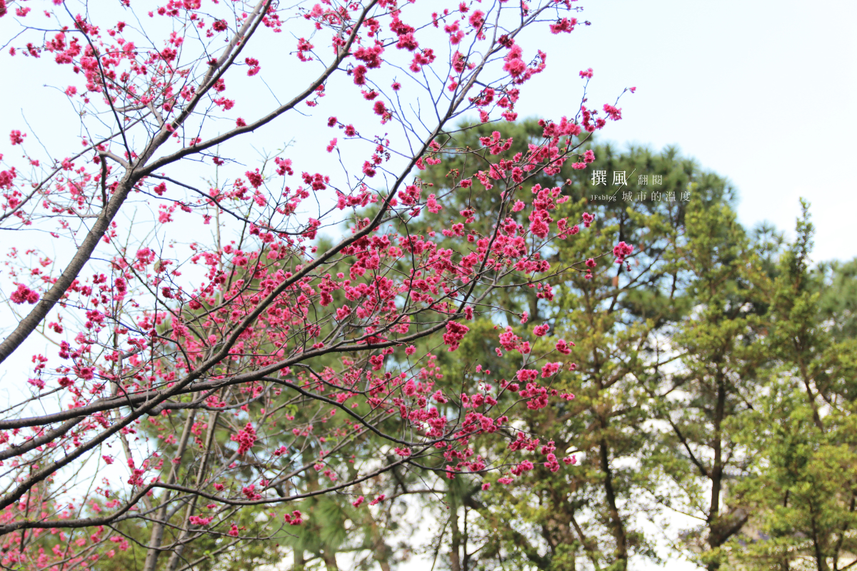 「中正紀念堂櫻花」爆發！修善寺寒櫻、重瓣櫻花、大漁櫻二月底粉紅盛開