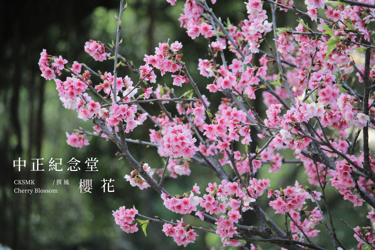 「中正紀念堂櫻花」爆發！修善寺寒櫻、重瓣櫻花、大漁櫻二月底粉紅盛開