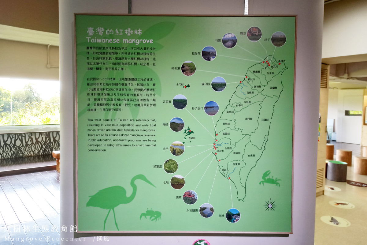 淡水「紅樹林生態教育館」－原來水筆仔是外來種？淡水河紅樹林生態概說