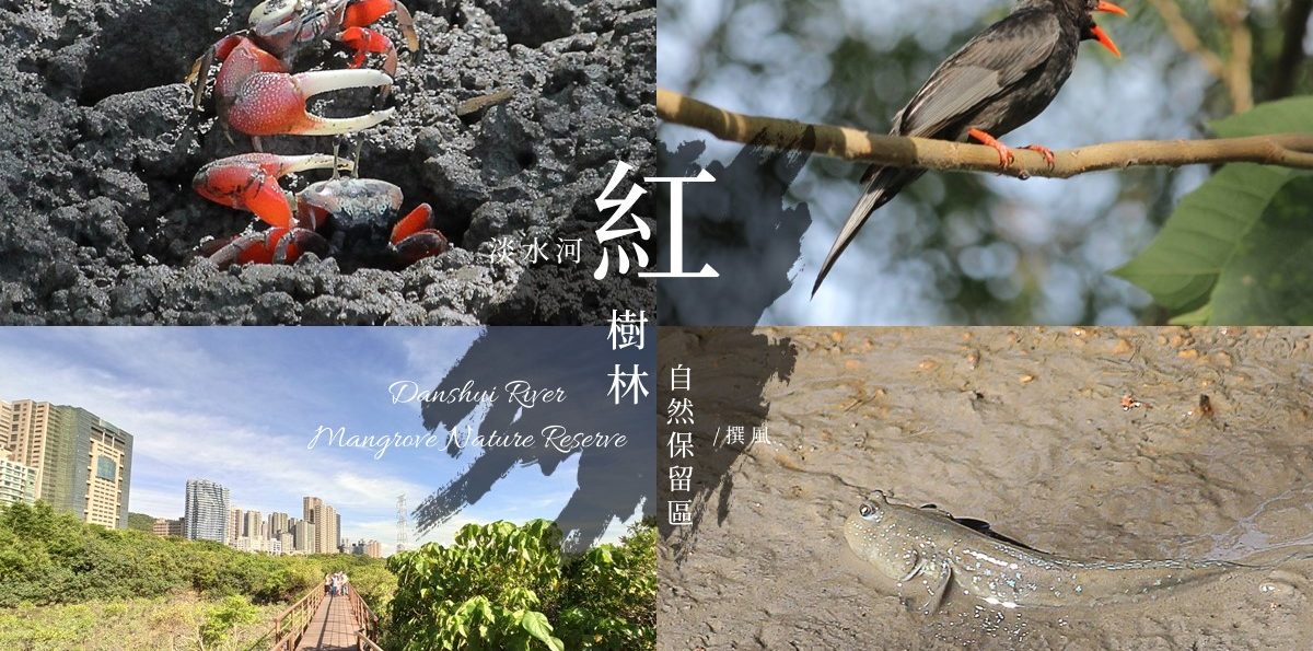 淡水「紅樹林自然保留區」，500公尺的平坦紅樹林小徑，水筆仔招潮蟹彈塗魚可愛現身