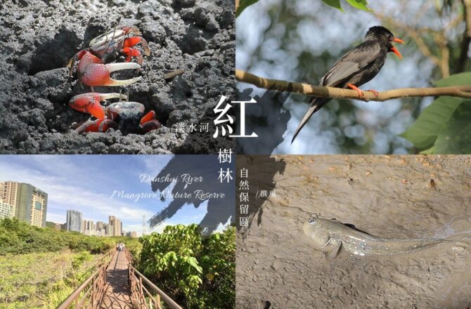 淡水「紅樹林自然保留區」，500公尺的平坦紅樹林小徑，水筆仔招潮蟹彈塗魚可愛現身