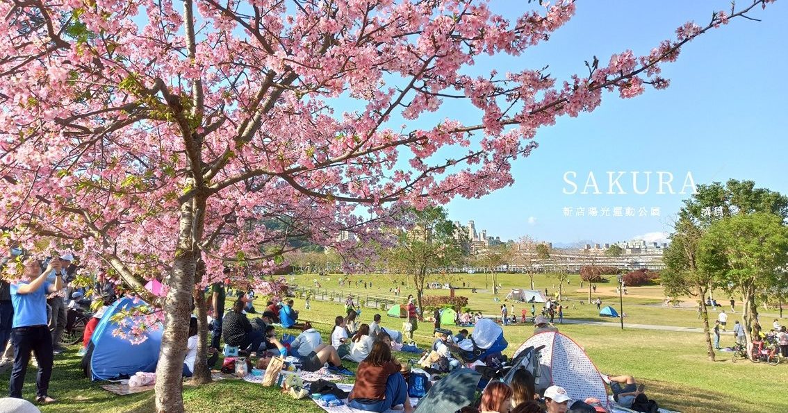 「陽光運動公園」河津櫻花海粉紅爆發
