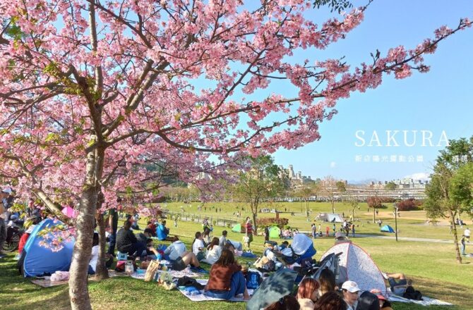 「陽光運動公園」河津櫻花海粉紅爆發