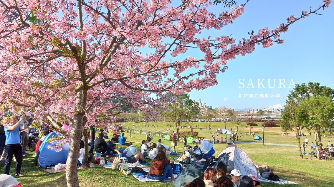 新店「陽光運動公園」，一起在河津櫻花海下野餐！
