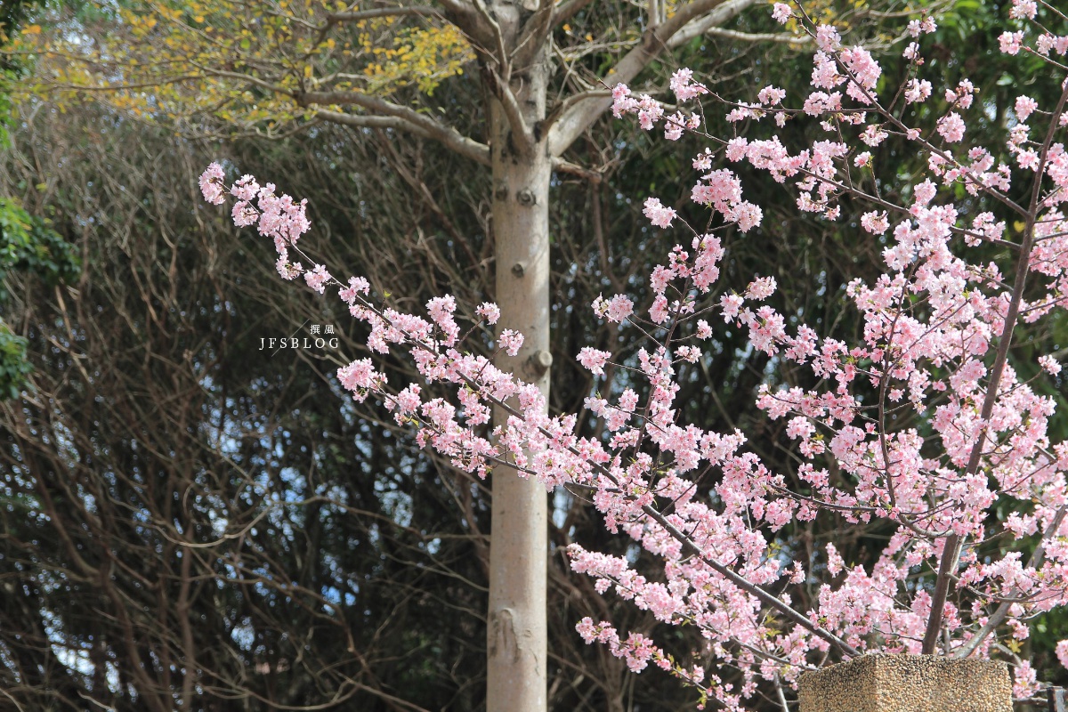 台北「自來水博物館」，櫻花盛開的季節