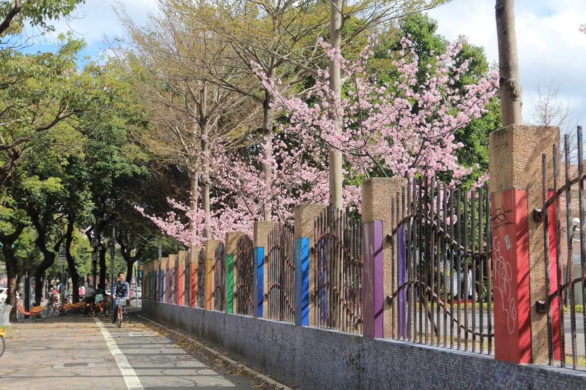 台北「自來水博物館」，櫻花盛開的季節