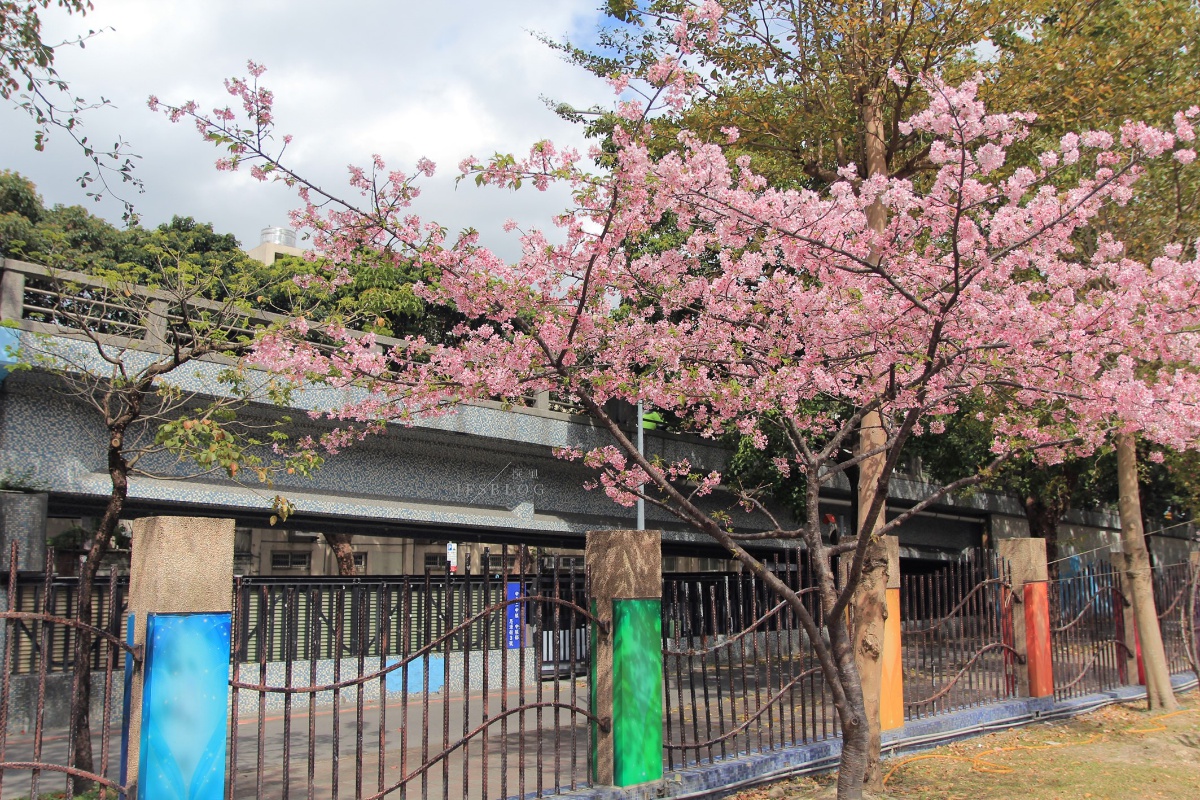 「自來水博物館」櫻花盛開的季節