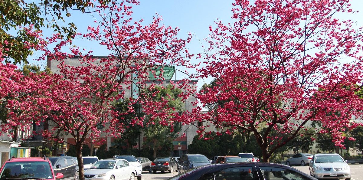 龍潭「舊區公所」龍華路停車場旁重瓣櫻花！