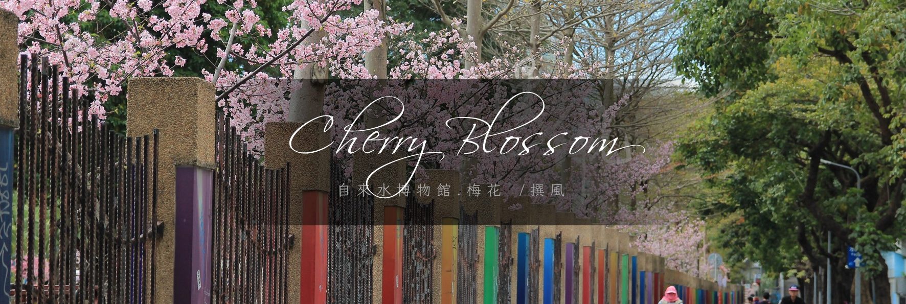 「自來水博物館」櫻花盛開的季節