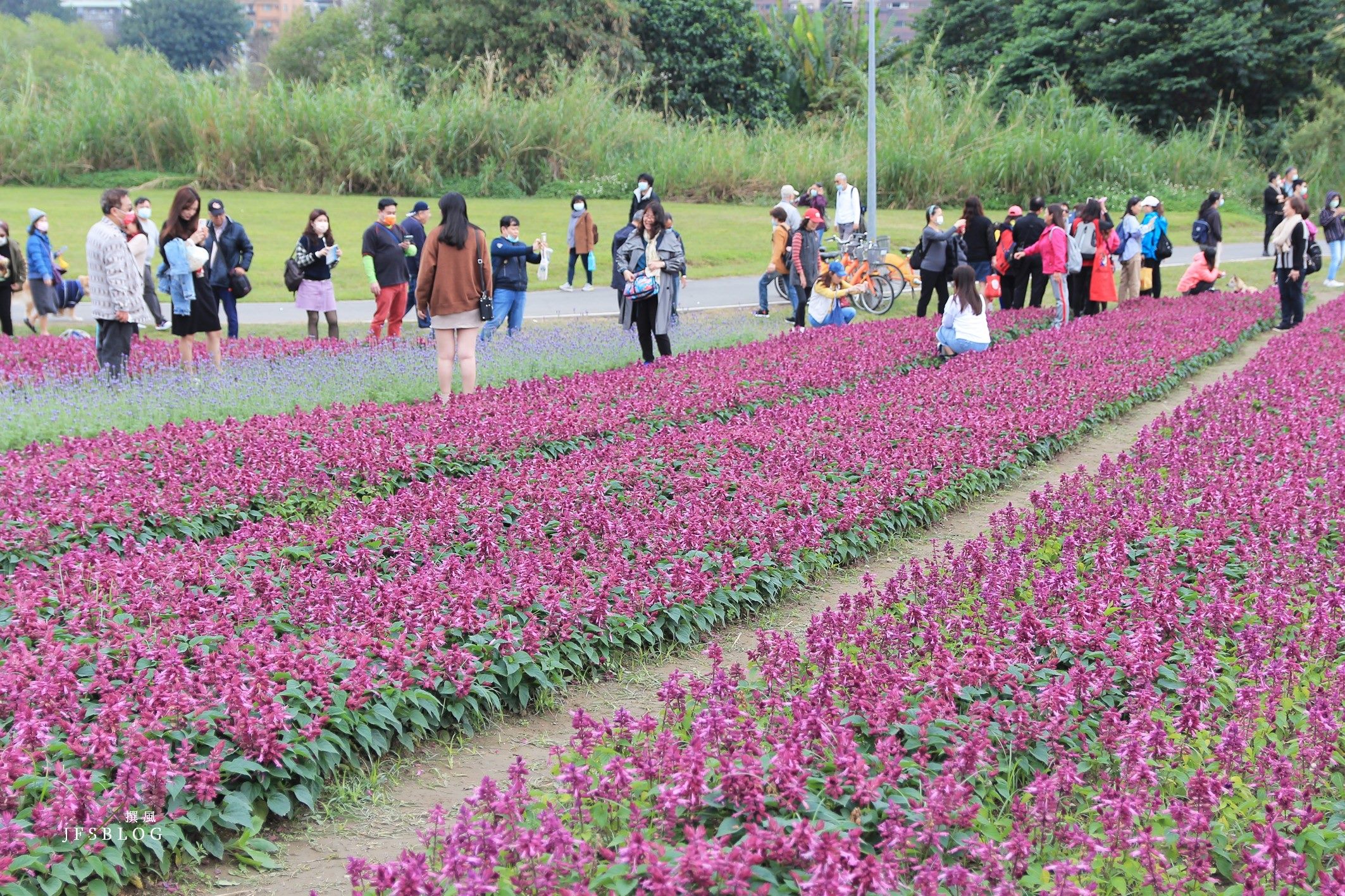 「古亭河濱公園」這不是國外！搭捷運就能賞大片紫色花海