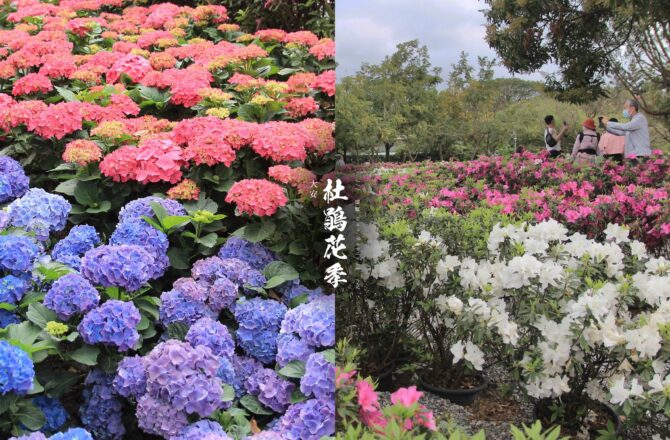 大安森林公園「杜鵑花季」－捷運出口賞杜鵑花與繡球花！