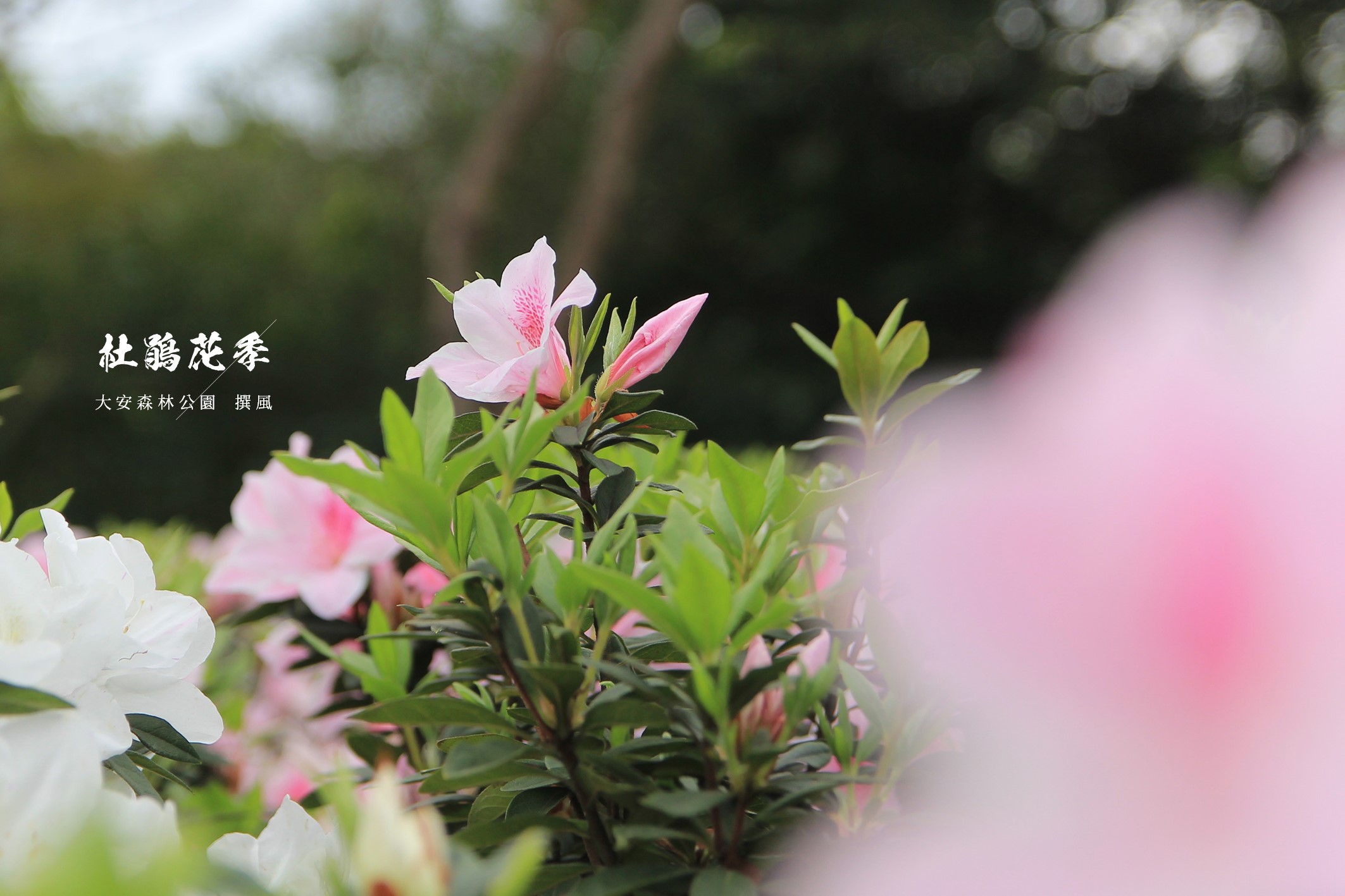 大安森林公園「杜鵑花季」－捷運出口賞杜鵑花與繡球花！