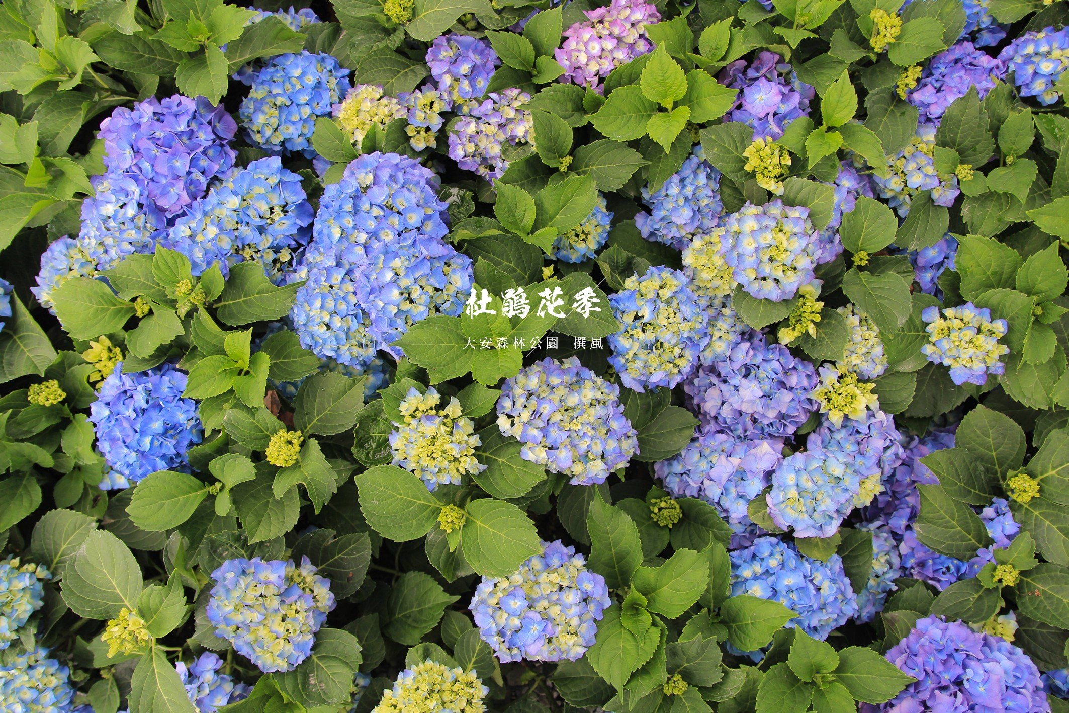 大安森林公園「杜鵑花季」－捷運出口賞杜鵑花與繡球花！