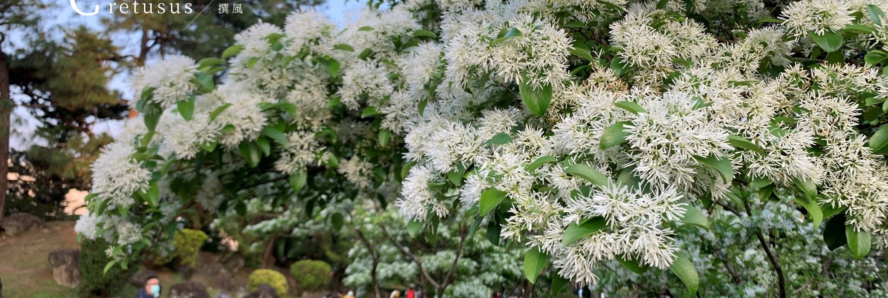 中正紀念堂「流蘇」北捷賞花！大孝門流蘇花與杜鵑相互爭艷