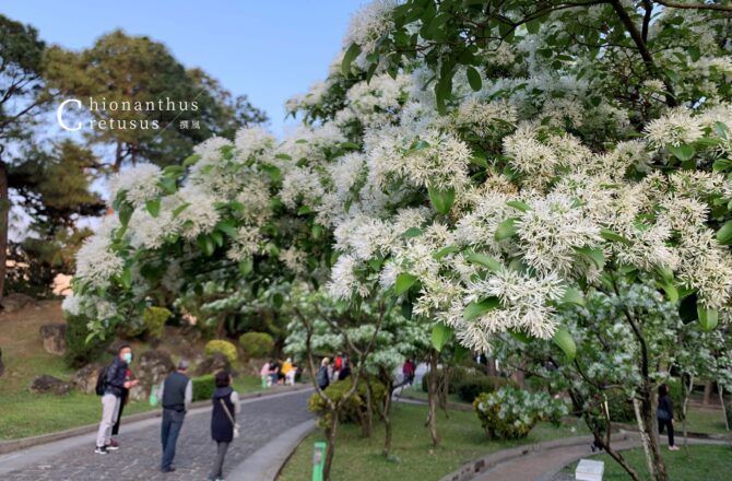 中正紀念堂「流蘇」北捷賞花！大孝門流蘇花與杜鵑相互爭艷