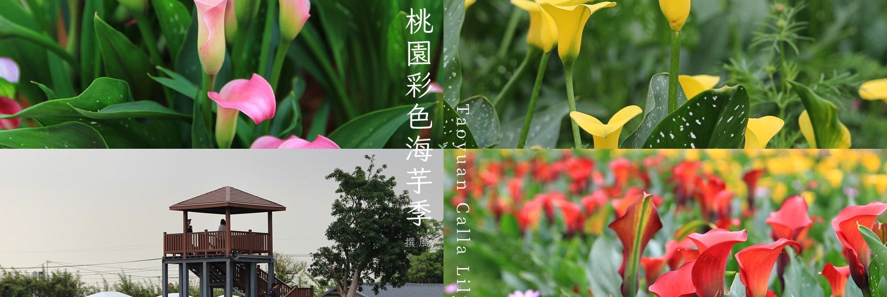 「桃園海芋季」攻略！北台灣最大的海芋花季