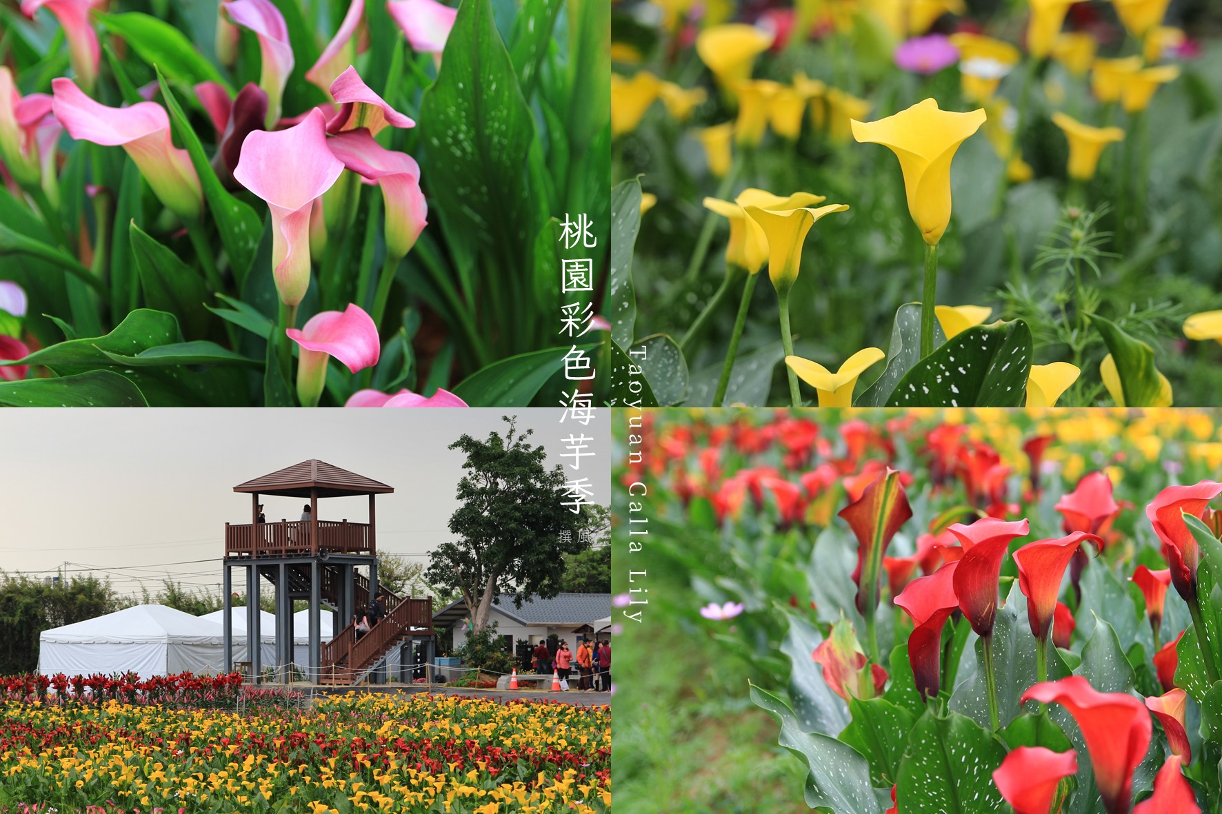 大園「桃園海芋季」－北台灣最大的海芋花季