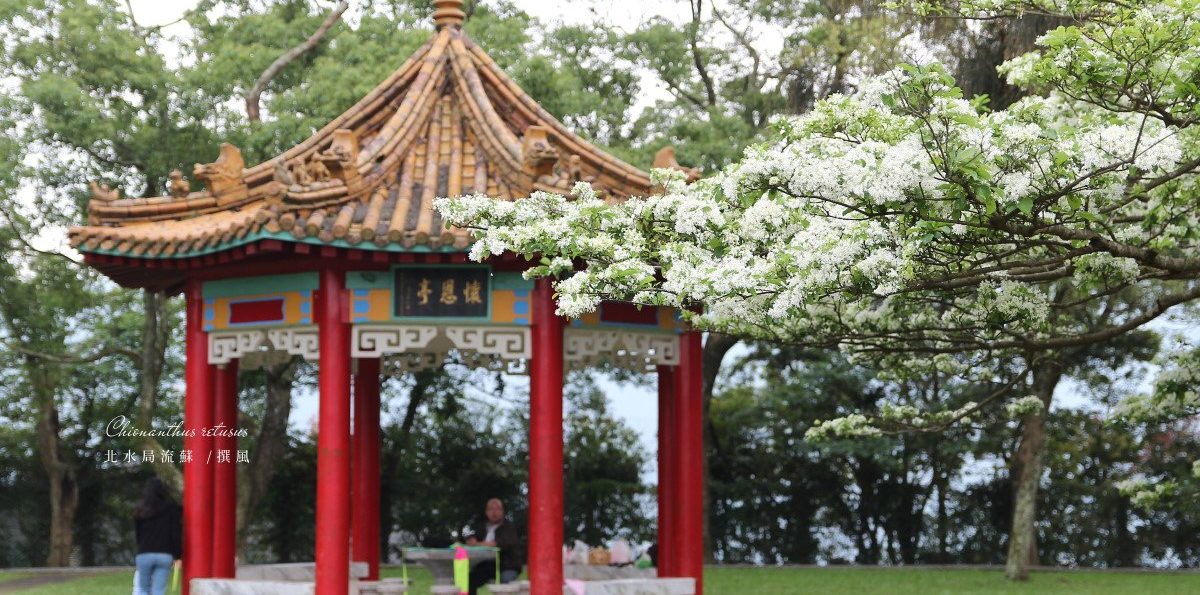 「北水局大草坪」流蘇盛放！龍潭最美漫漫流蘇四月雪，花燦北水局石門大草坪
