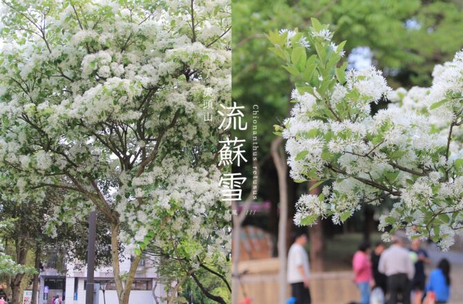 「桃園虎頭山流蘇」四月雪滿開的小草坪