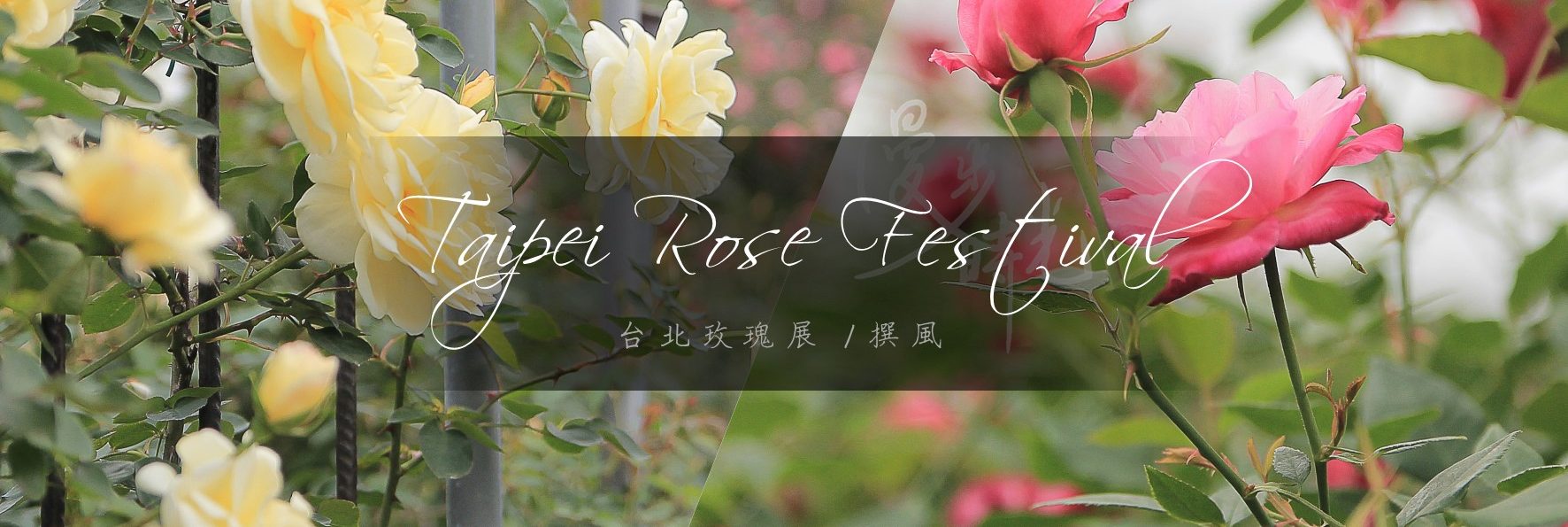 「2022台北玫瑰展」花博公園玫瑰迷宮與怦然心動