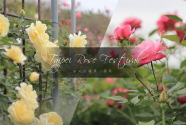 「2022台北玫瑰展」花博公園玫瑰迷宮與怦然心動