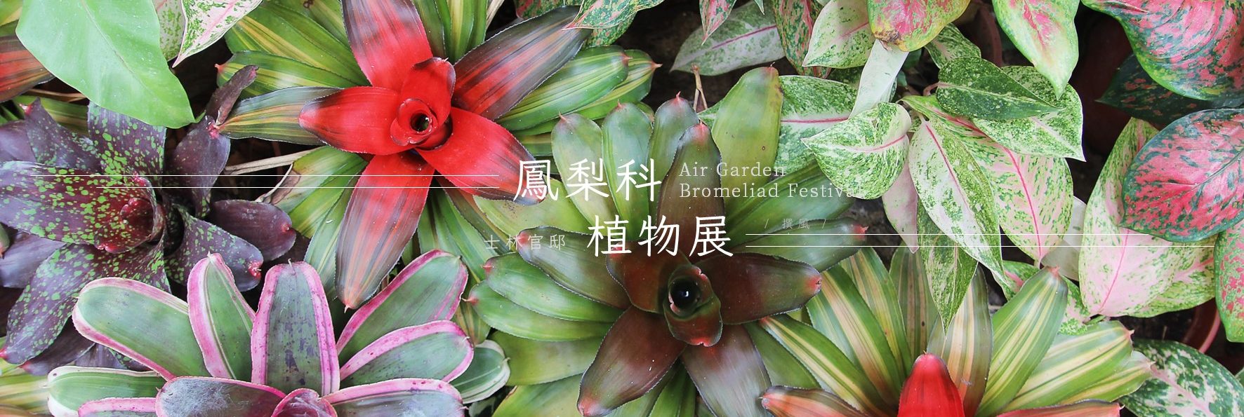 士林官邸「鳳梨科植物展」，多達200種鳳梨展出