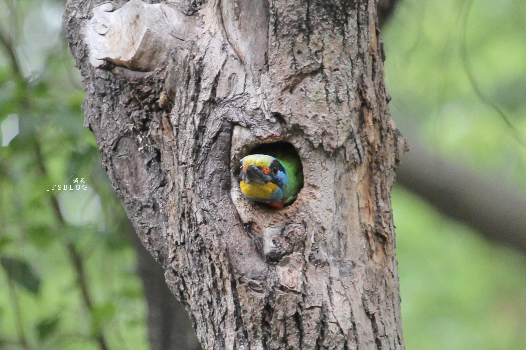 大安森林公園「五色鳥」孵育季到來！探出樹洞呆萌歪頭