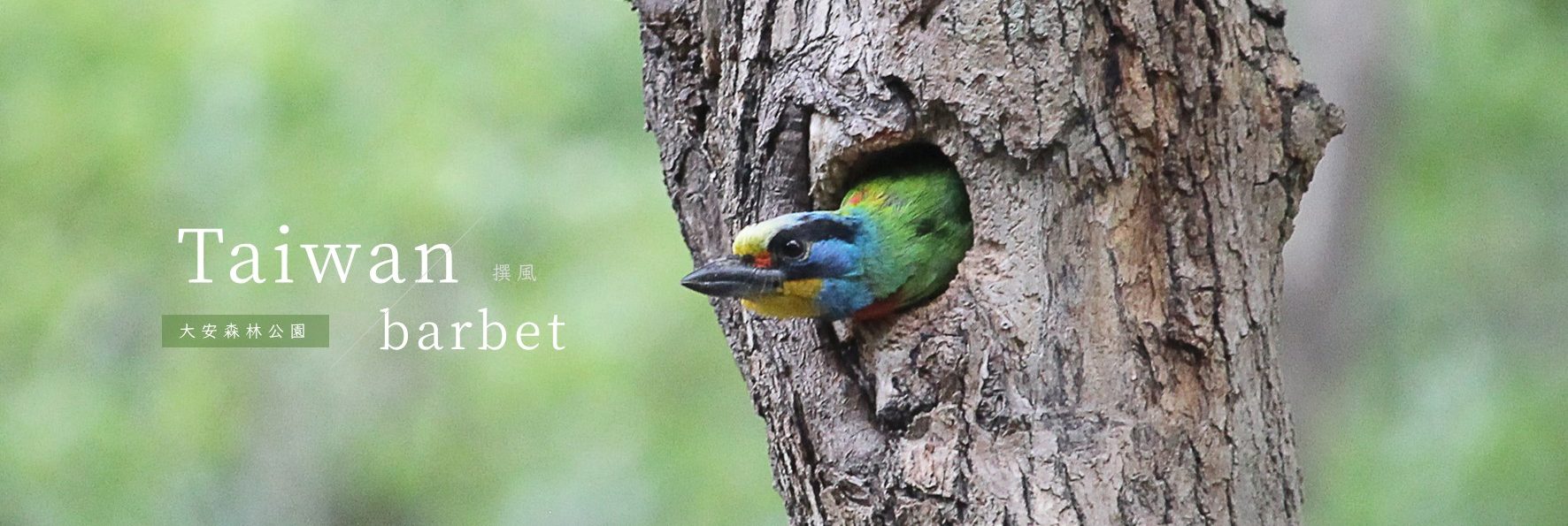 大安森林公園「五色鳥」孵育季到來！探出樹洞呆萌歪頭