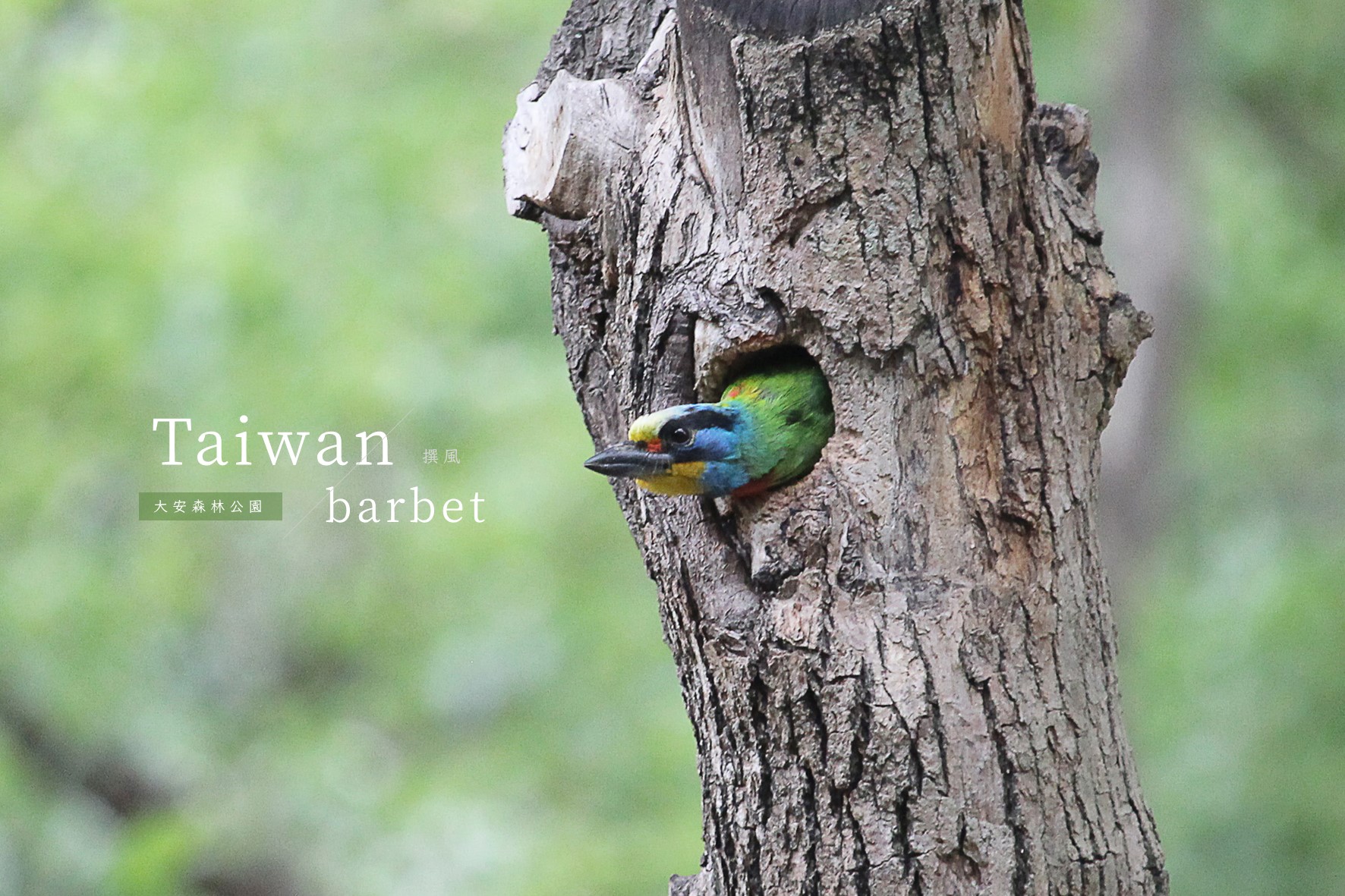 大安森林公園「五色鳥」孵育季到來！探出樹洞呆萌歪頭