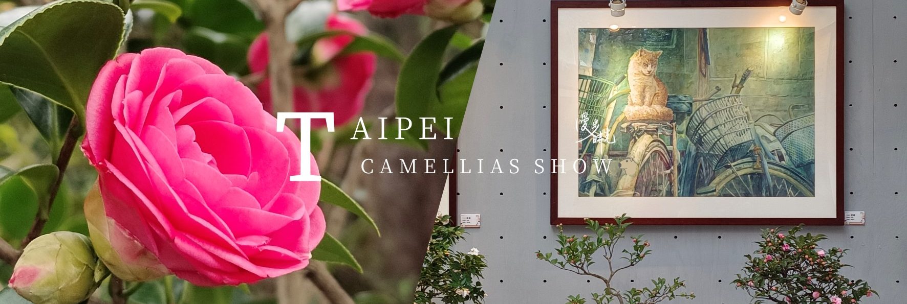 「2022台北茶花展」花況未佳但餘韻猶存