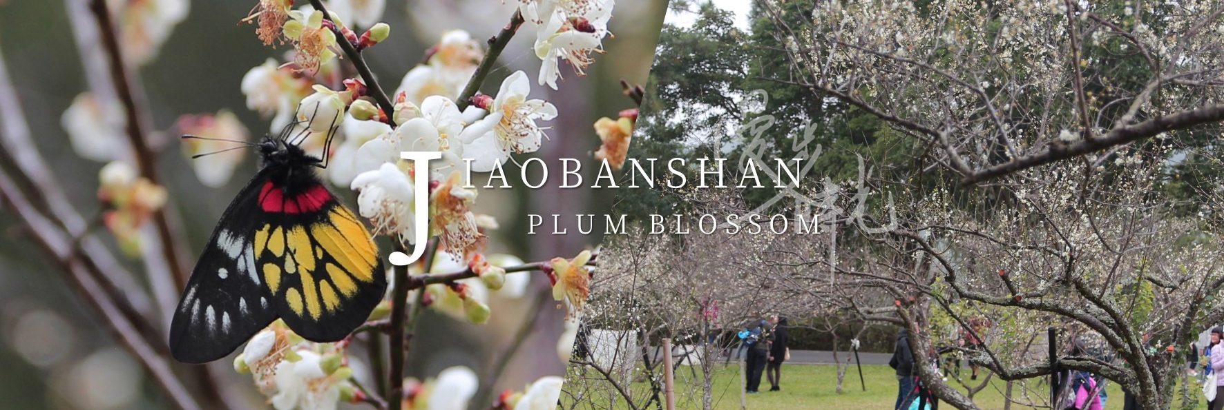 「角板山梅花季」北部最大梅花景點！妝點雪白的角板山公園