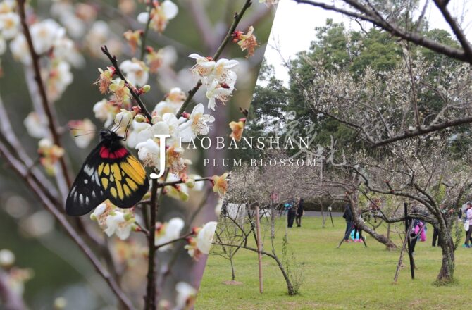 「角板山梅花季」北部最大梅花景點！妝點雪白的角板山公園