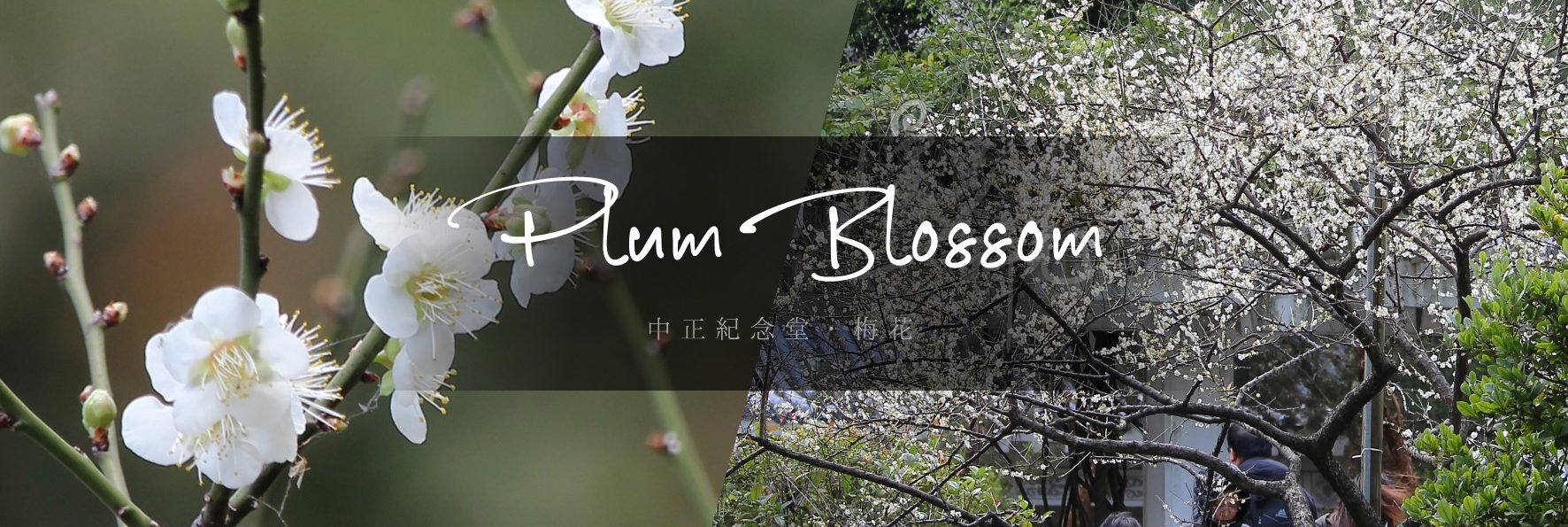 「中正紀念堂梅花」捷運出口就能賞梅