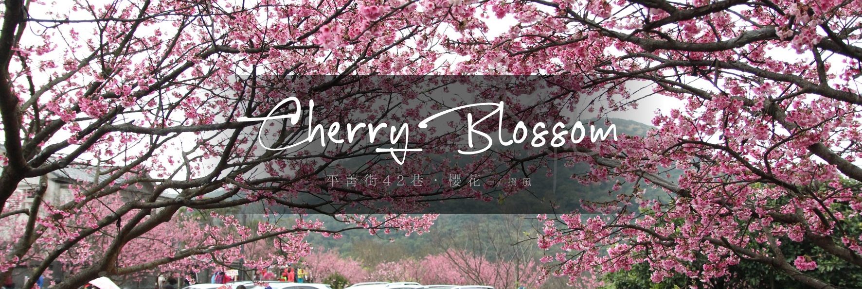 陽明山「平菁街42巷」櫻花滿開！全台最早勝放的櫻花盛況