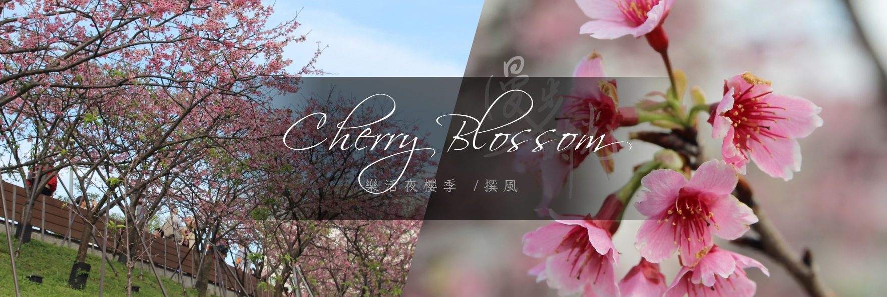 「內湖樂活夜櫻季」東湖內溝溪櫻花步道，源於一份來自丈夫的愛