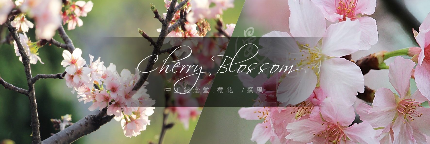 「中正紀念堂櫻花」爆發！修善寺寒櫻、重瓣櫻花、大漁櫻二月底粉紅盛開