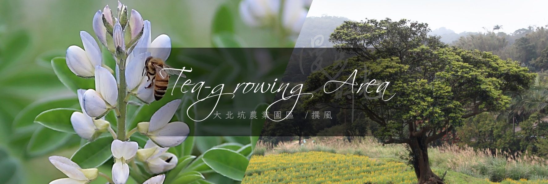 「大北坑農業園區」與「三和魯冰花秘境」龍泉茶田裡的金色燦爛徒步全蒐錄！