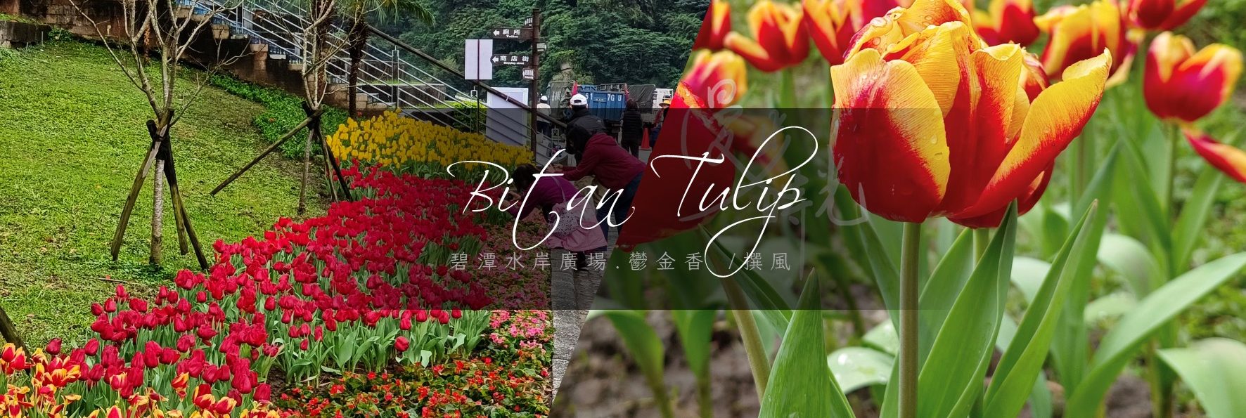 碧潭水岸5000株鬱金香｜角落生物陪你療癒