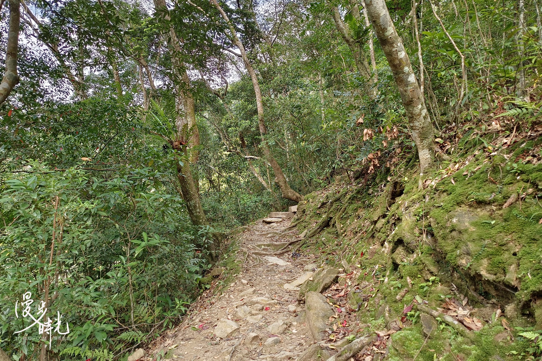 森林浴步道一隅，部分步道轉為原生路況且無輔助安全繩