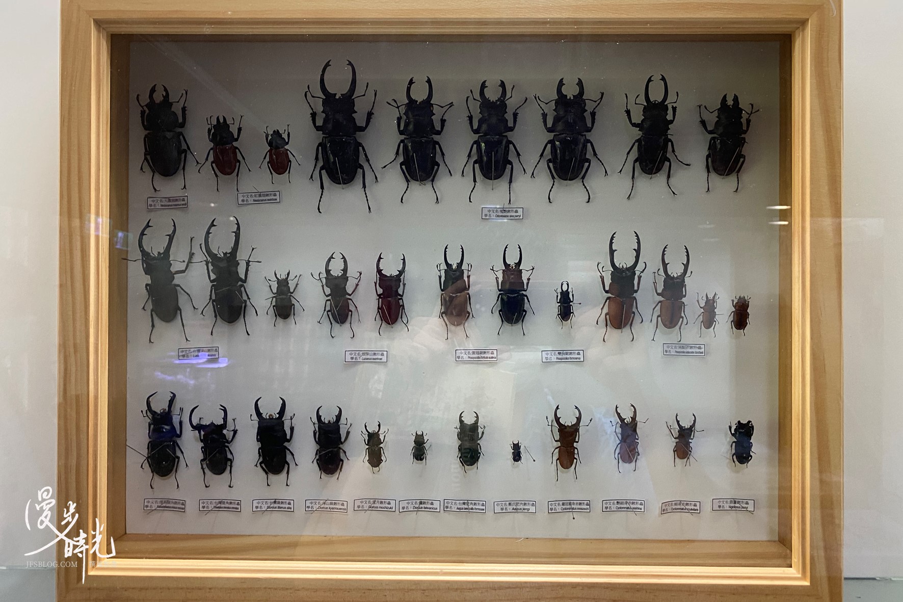 甲蟲標本