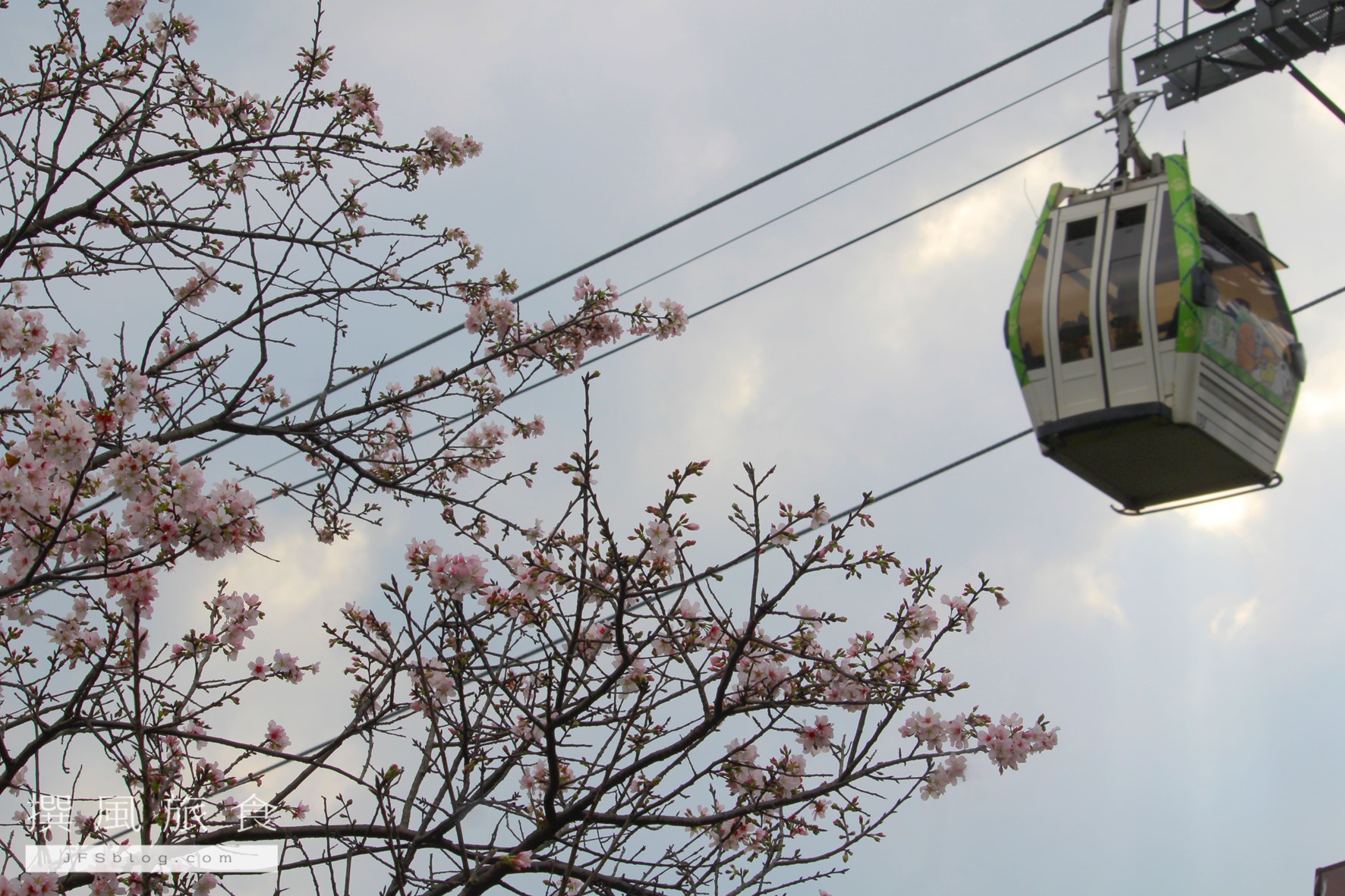 貓空纜車與櫻花