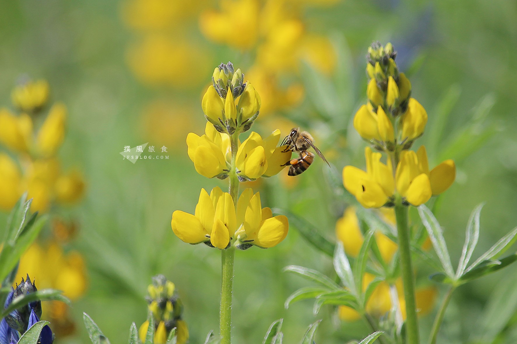 蜜蜂在黃色魯冰花採蜜