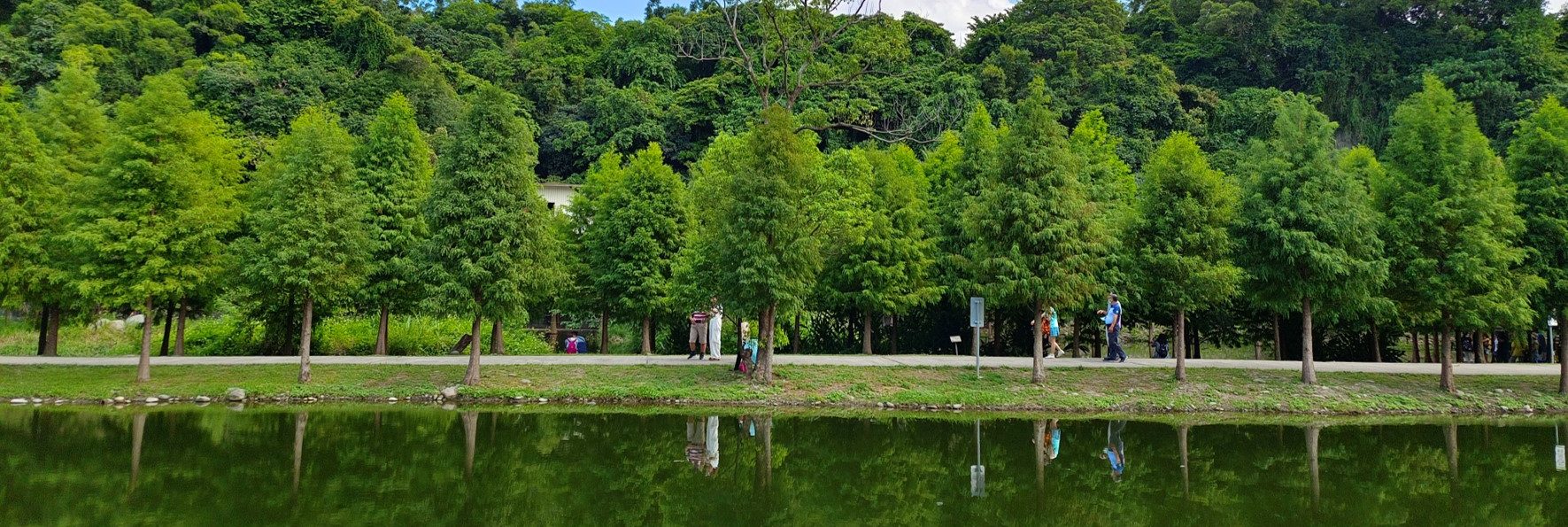【月眉人工濕地】大溪落羽松！湖面鏡像大道，30分鐘輕鬆池畔漫步