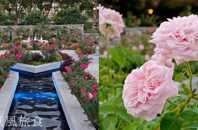 圓山花博「台北玫瑰園」，市區內的花海迷宮，還能玫瑰花叢裡悠閒喝咖啡