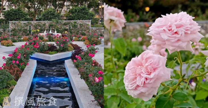 圓山花博「台北玫瑰園」，市區內的花海迷宮，還能玫瑰花叢裡悠閒喝咖啡