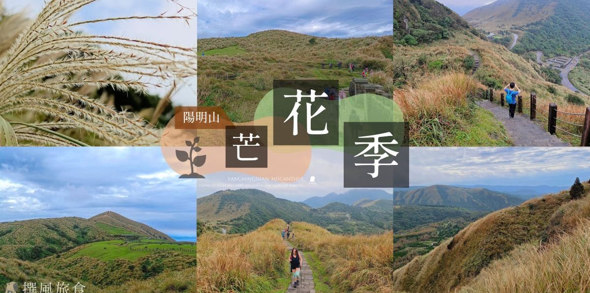 2023陽明山芒花季整理！7條步道、路線規劃、離線地圖，以及公車交通方式，感受秋季山間柔軟的浪漫