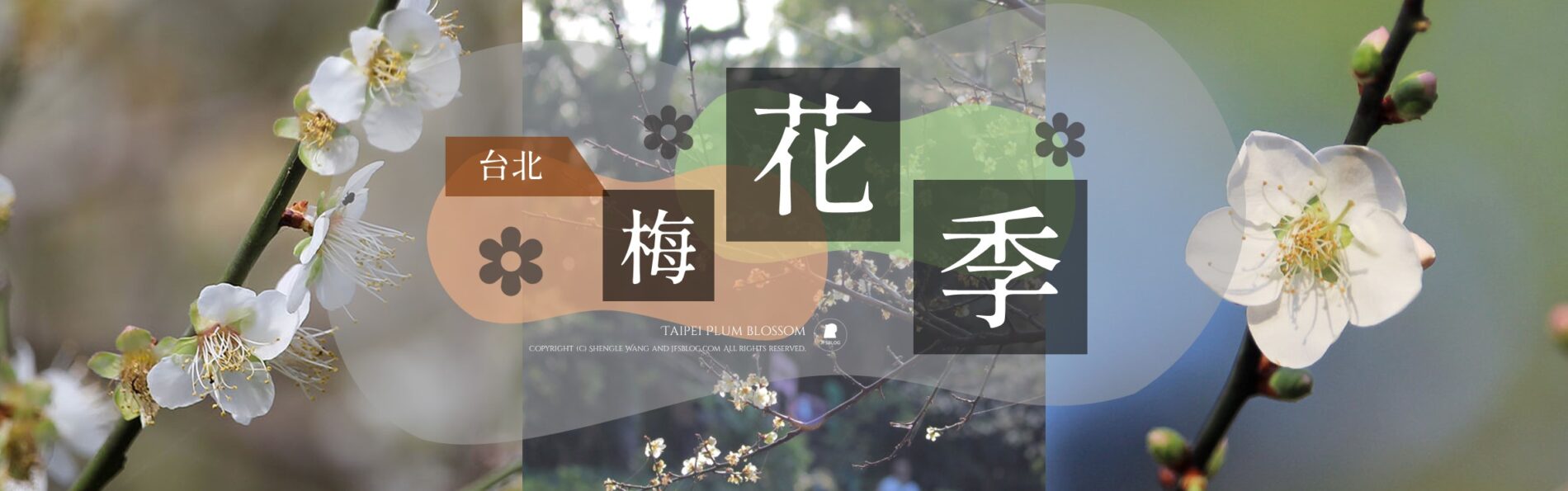 【2024台北梅花景點整理】9個台北賞梅景點，捷運出站就賞花（地圖整理）