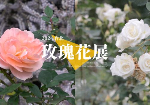 「2024台北玫瑰花展」遊記！今年花況不太好